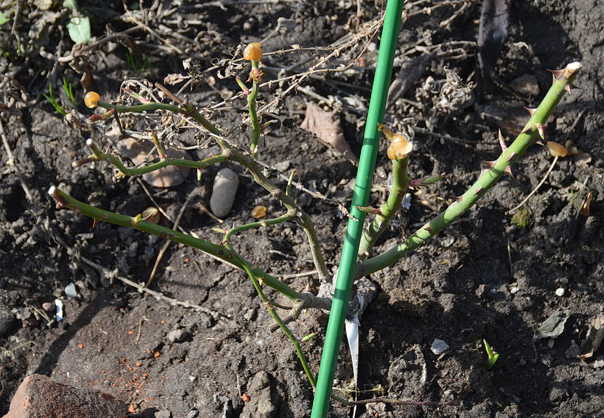 Роза Баронесса, 13 апреля 2024