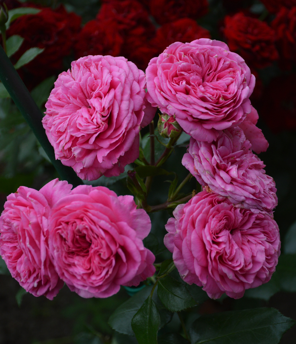 Роза 'Баронесса'.  Все фотографии в статье мои. Розы и прочие растения - тоже