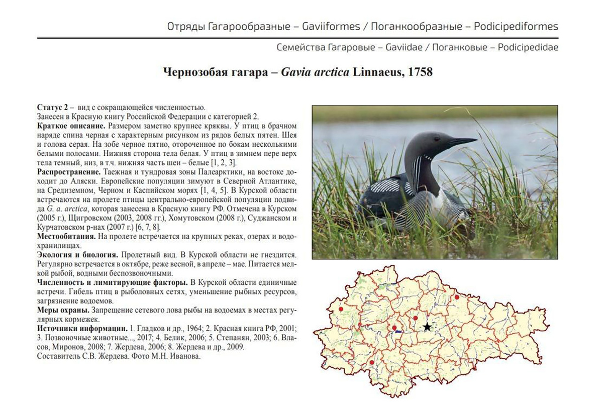    Курян призывают поучаствовать в учёте краснокнижной птицы — чернозобой гагары