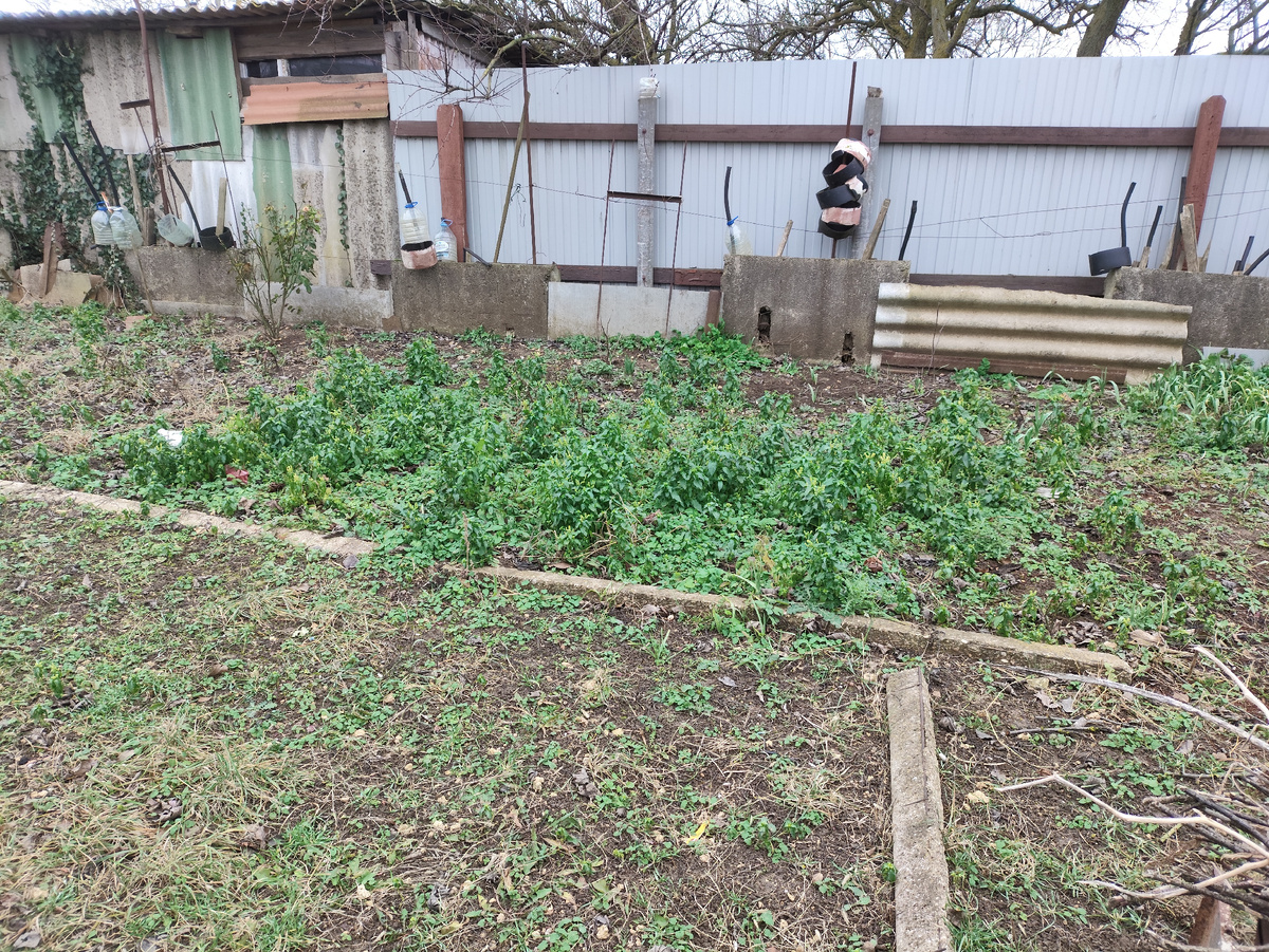 Травка колосится...