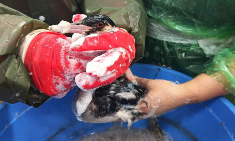    Фото Юлии Симатовой, «Кубань 24»