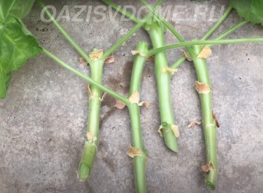 На фото подготовленные для укоренения черенки герани 