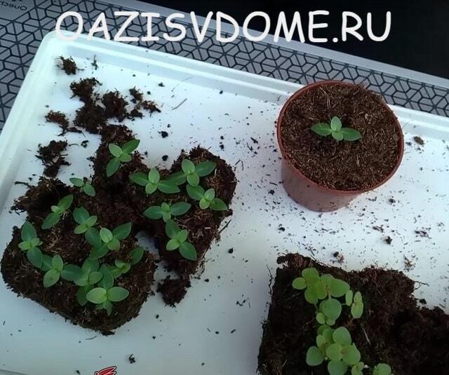 На фото пикировка рассады эустомы