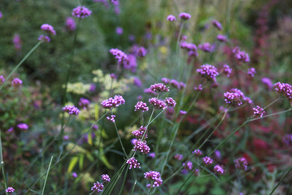 Вербена бонарская в сентябре.