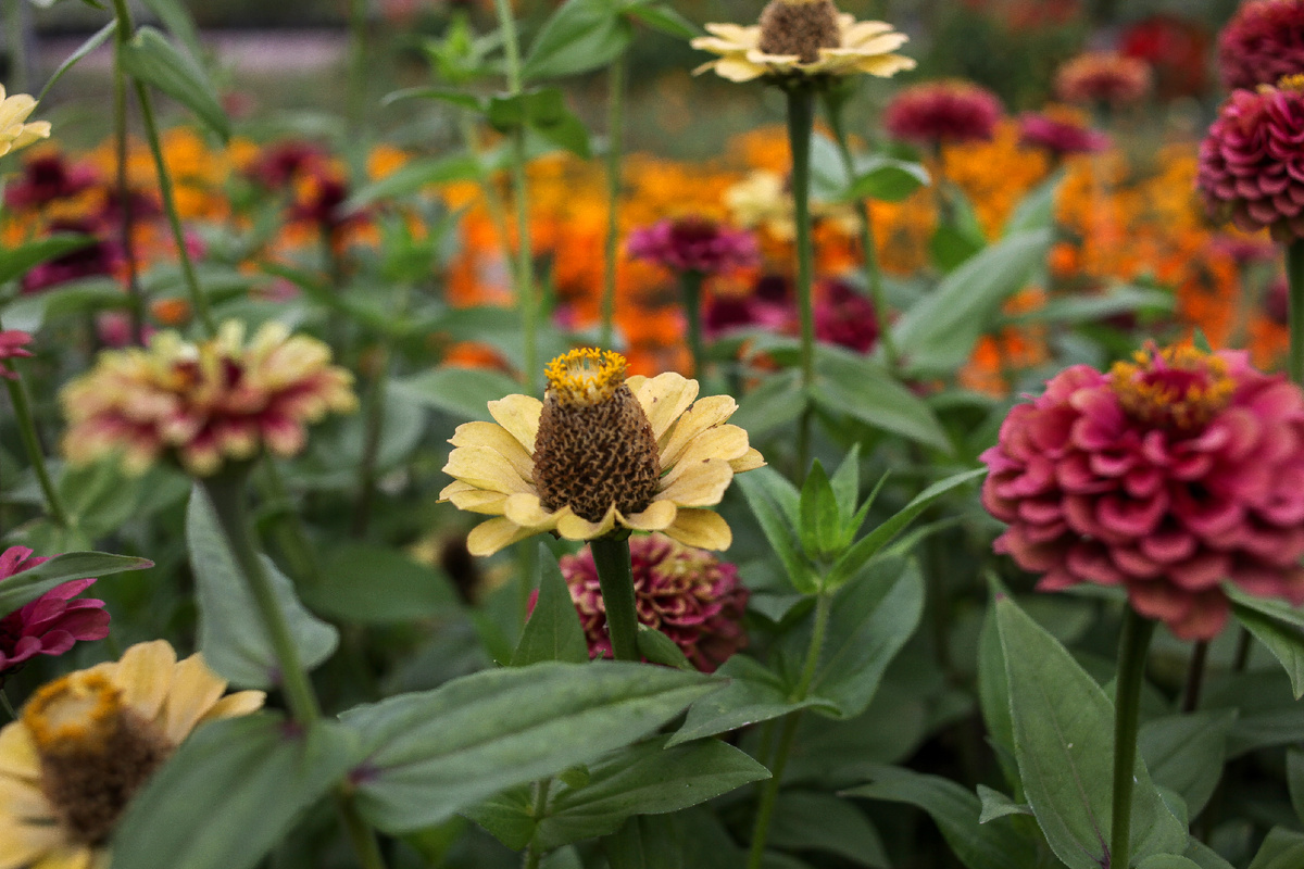 Цинния изящная в агрохолдинге "Поиск".