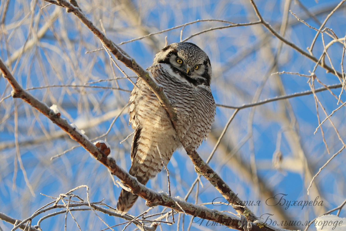Ястребиная сова, январь 2024, Санкт-Петербург