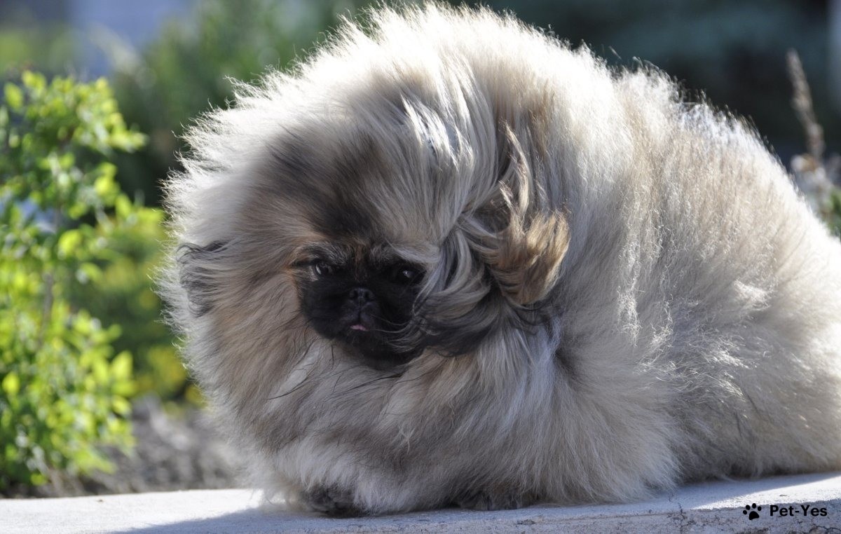 Я не мопс, а пекинес!