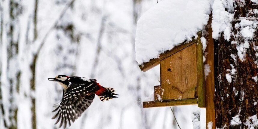    Алена Бобрович