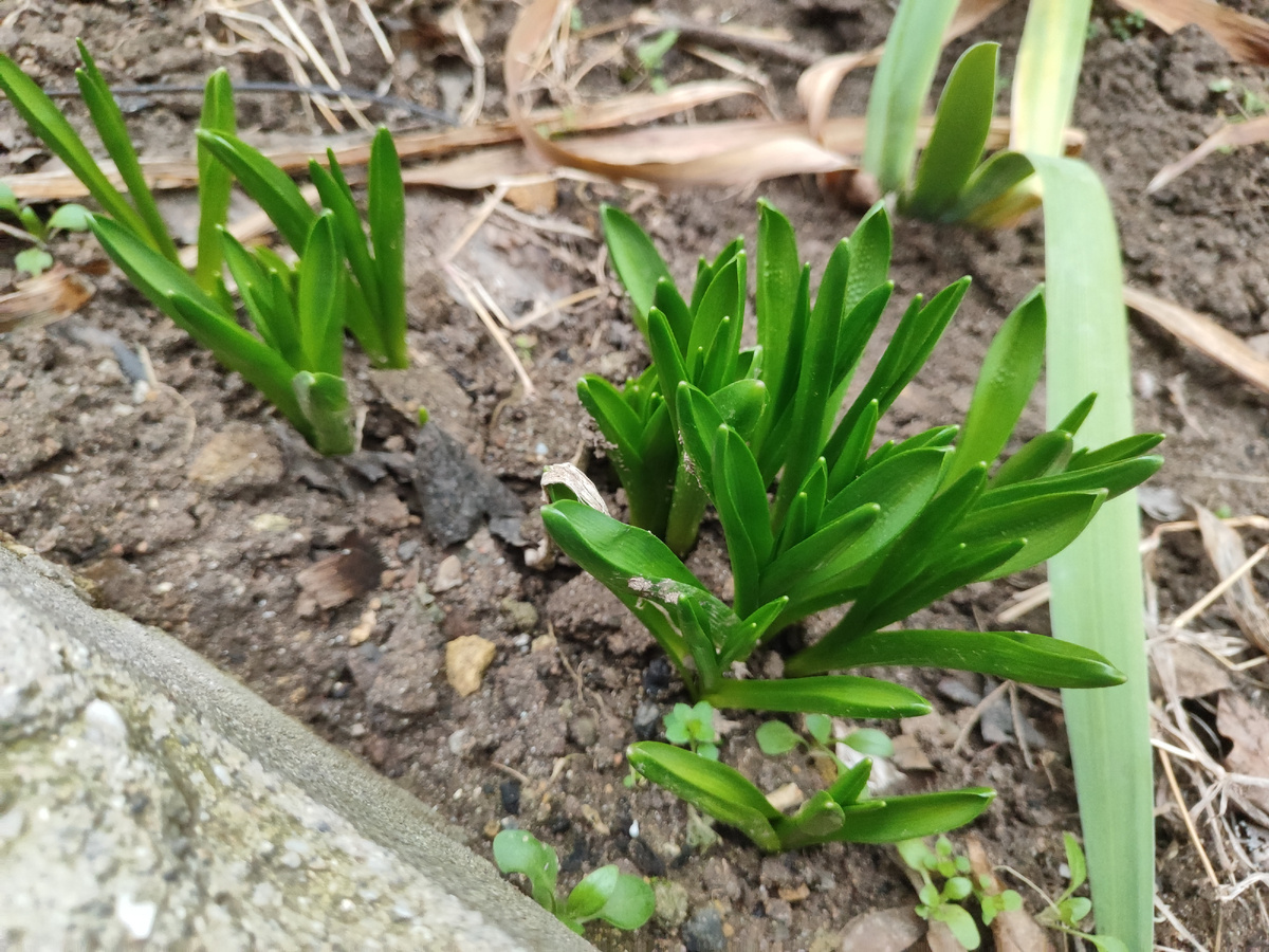 гиацинты в январе...)