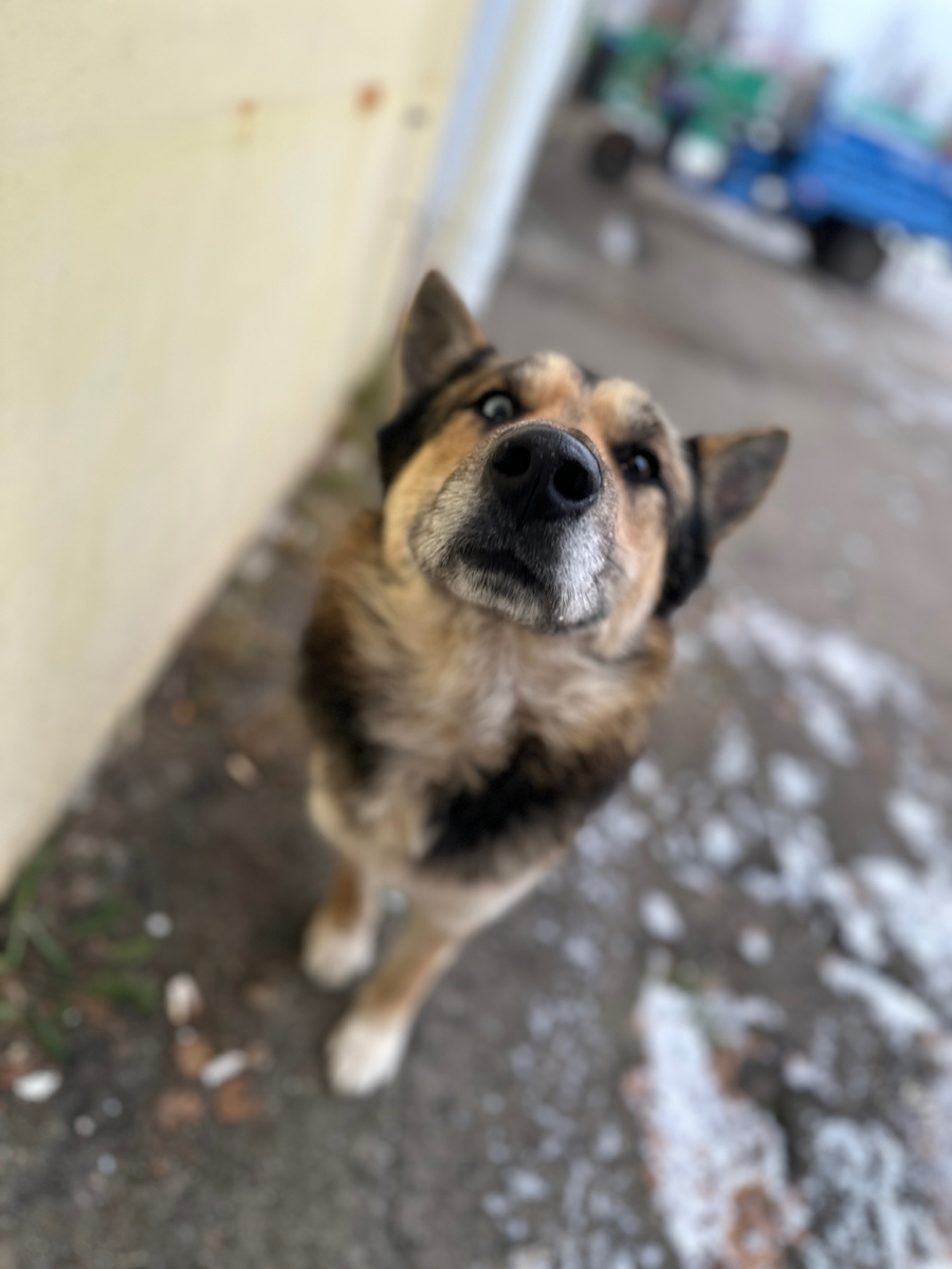 Бездомная собака