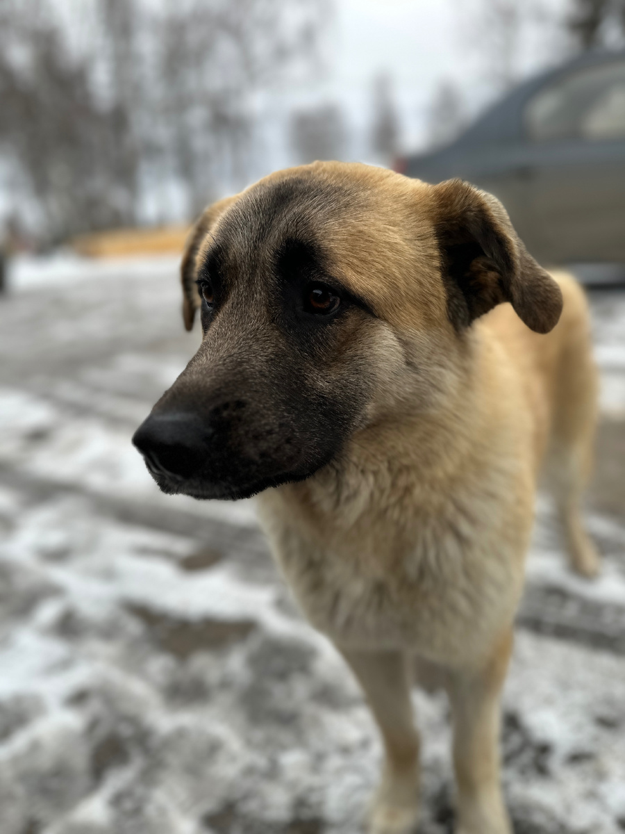 Бездомная собака 