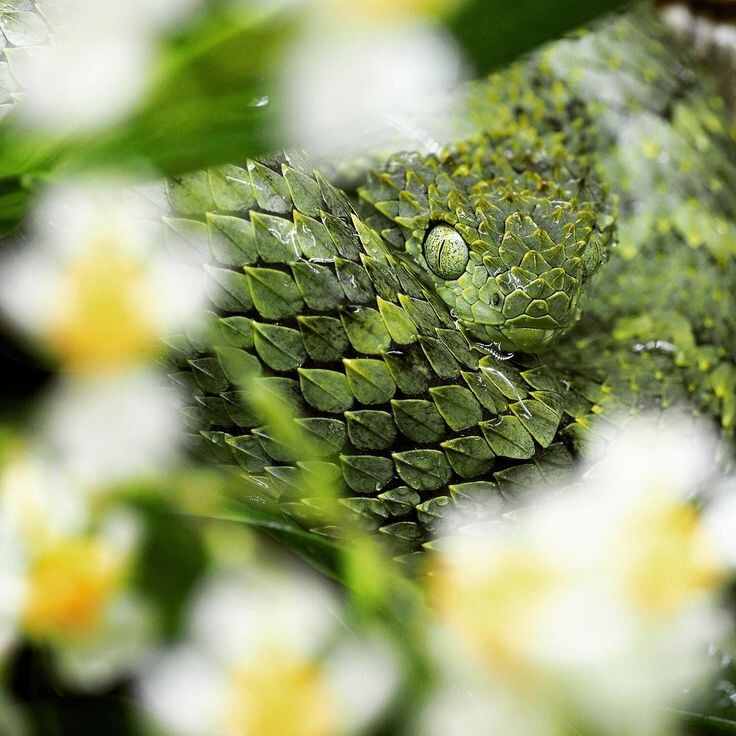 Гений маскировки!Кустарниковая гадюка.