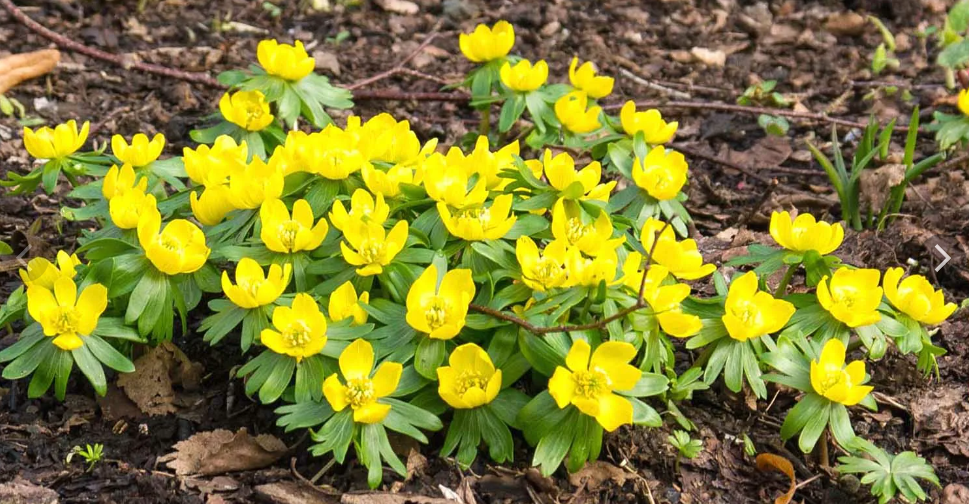 крокусы только показались, а эрантис в полном цвету