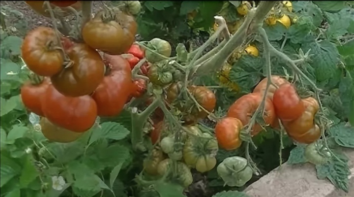 томат серии гном - стринги-интернет