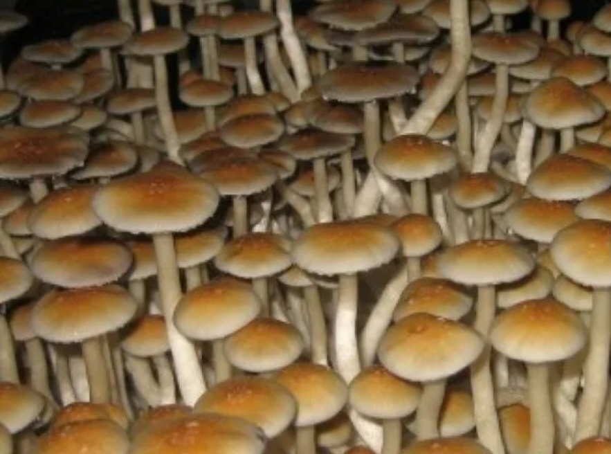P. cubensis