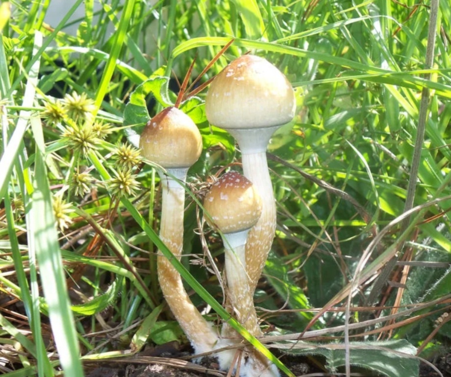 Psilocybe cubensis 