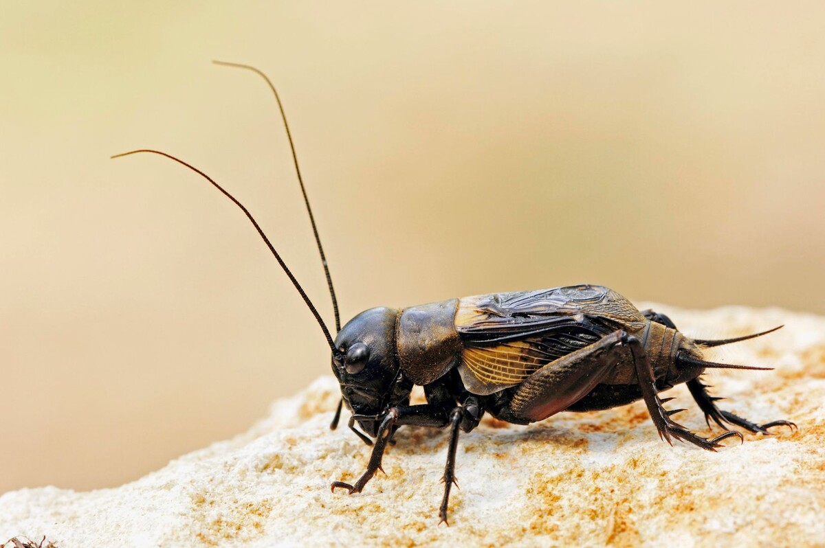     / Источник: © Christian Hütter/http://imagebroker.com/#/search/Global Look Press