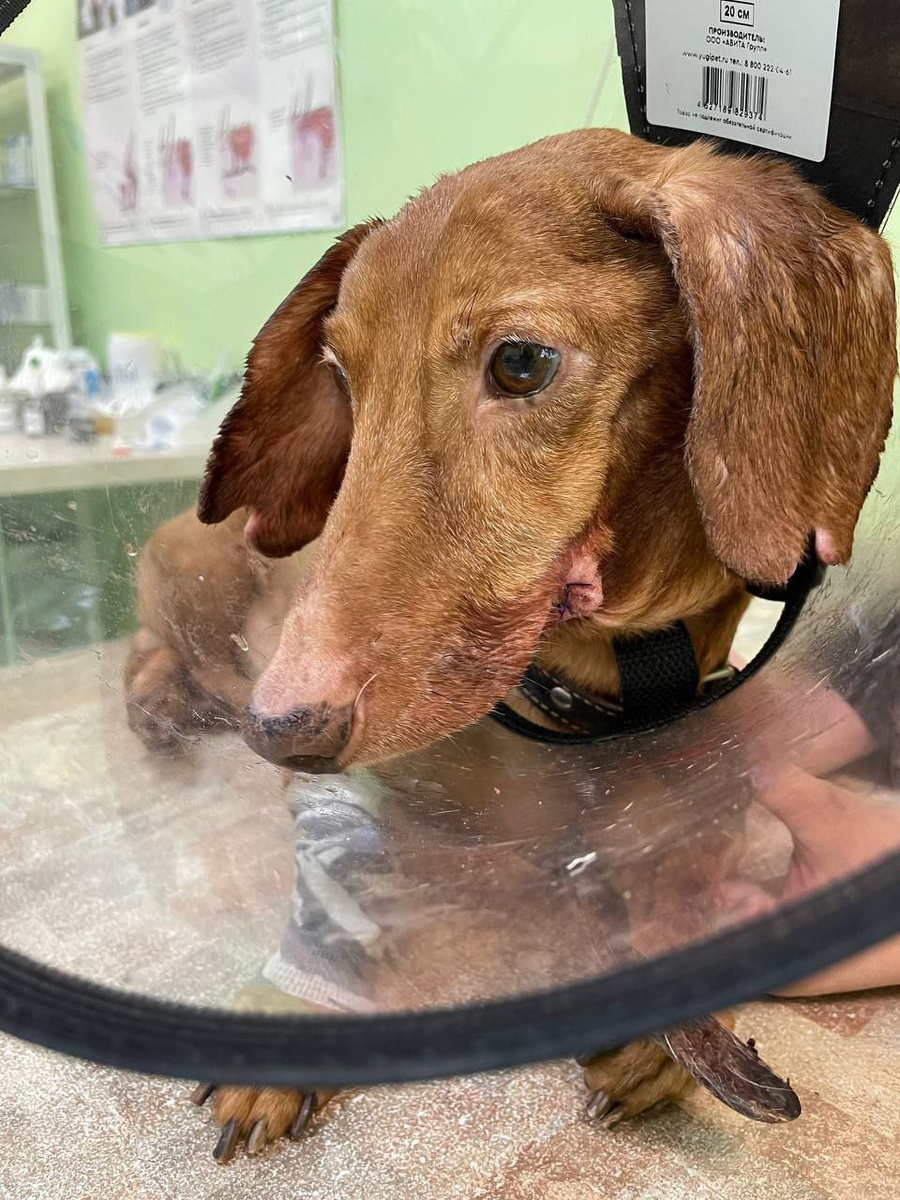 Сэм на приёме у ветеринара