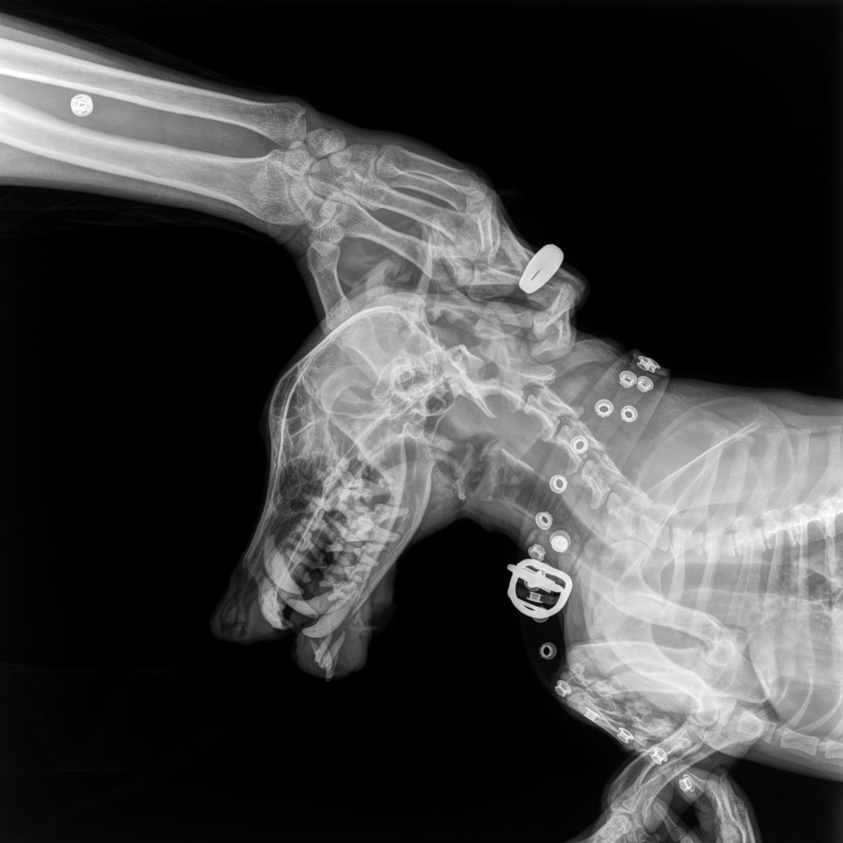 Рентген Сэма