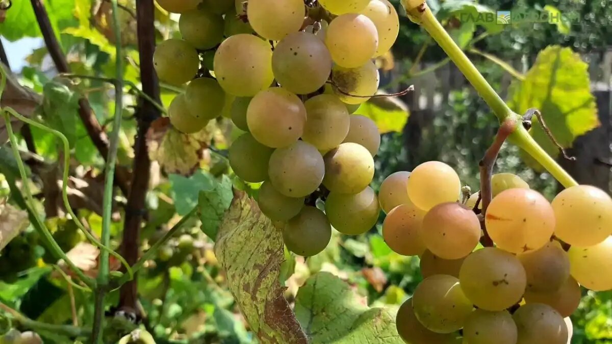 Фото:© Светлана Даренских / Glavagronom.ru
В Крыму вырастили первый в России виноград с геном из водорослей