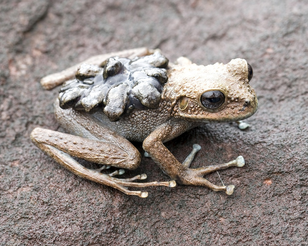 Каравай из лягушек заказывали? 