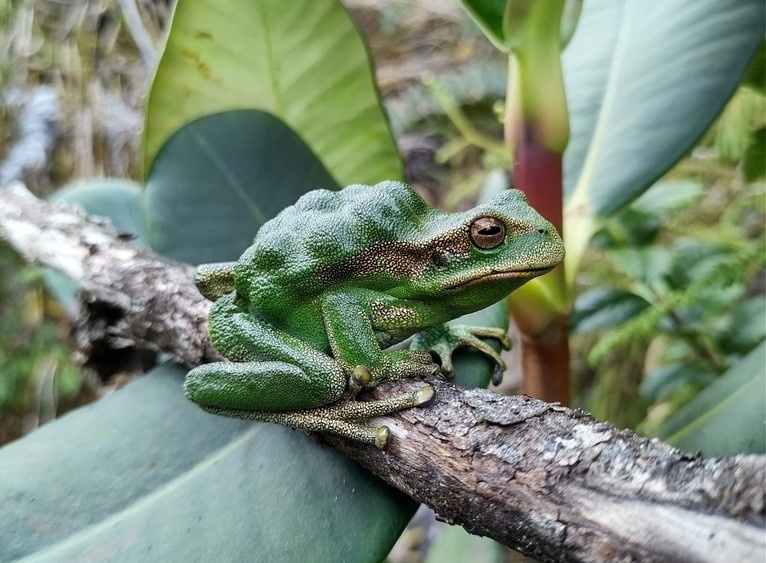 Внимание! Срочно уберите от экранов девушек с манией выдавливать прыщи! 