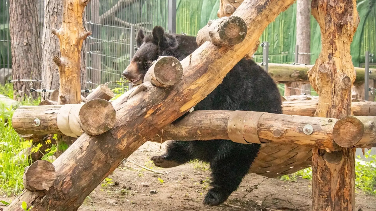 Фото: Соцсети Новосибирского зоопарка. Медведица Челси