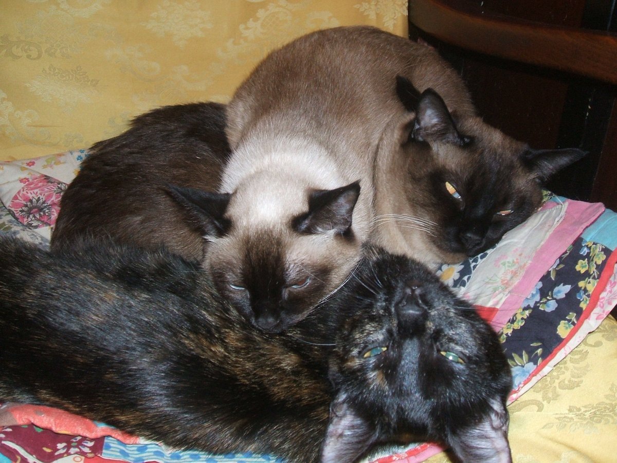 Юля, Тимур и Марфа