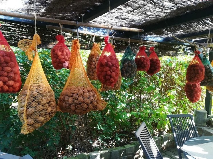     Молодой человек в течение двух лет наблюдал за студентами, которые придерживались растительной диеты. Фото: «МК в Великом Новгороде»