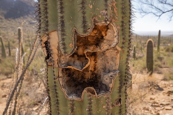 Кактус способен самостоятельно справиться с довольно обширными травмами
