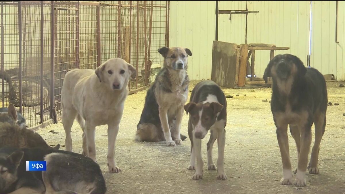    В Уфе на брифинге обсудили новые требования к содержанию и выгулу домашних животных - сюжет "Вестей"