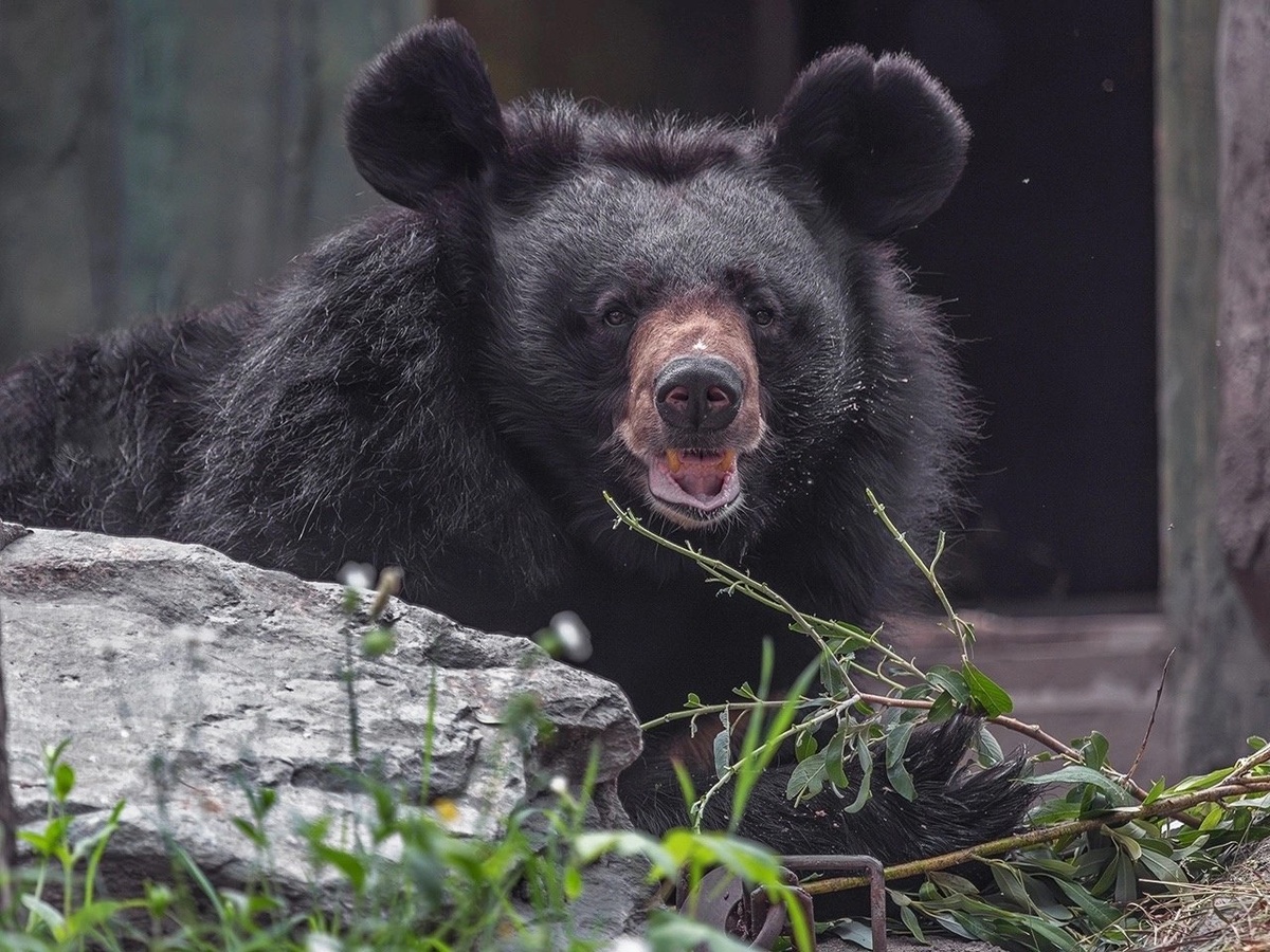 Челси, уссурийский медведь, Новосибирский зоопарк, фото: В. Габов