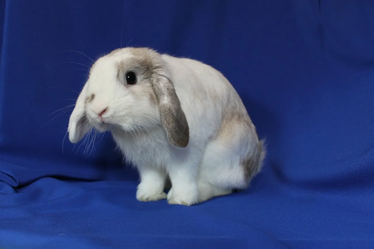 Нежный и застенчивый карликовый барашек 