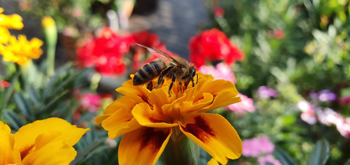 фото с сайта https://www.embassylandscape.com/blog/vegetable-gardening-101/