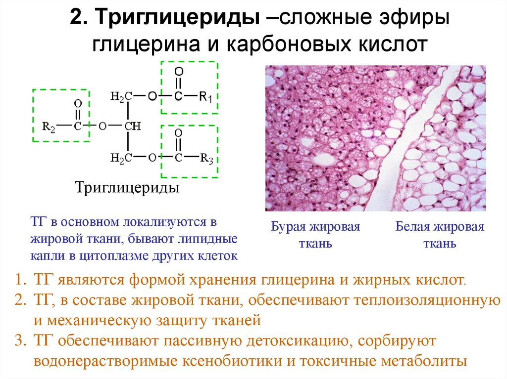 Триглицериды - морфологический субстрат стеатоза, жировой ткани