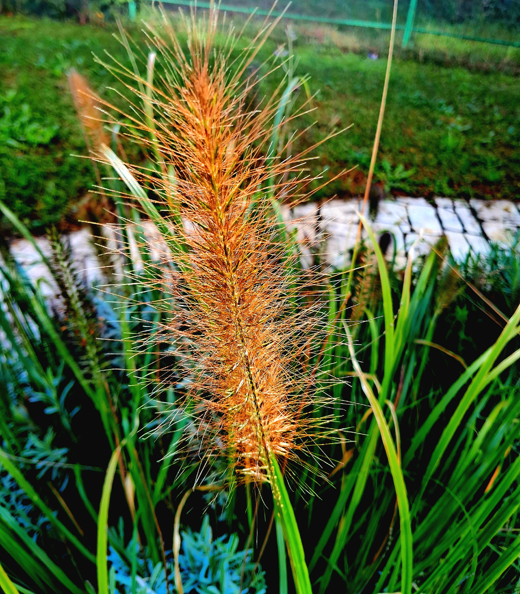 Летний дождь прекрасен.  Фотография из личного архива автора 