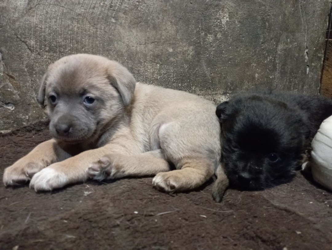 Брошенные щенки