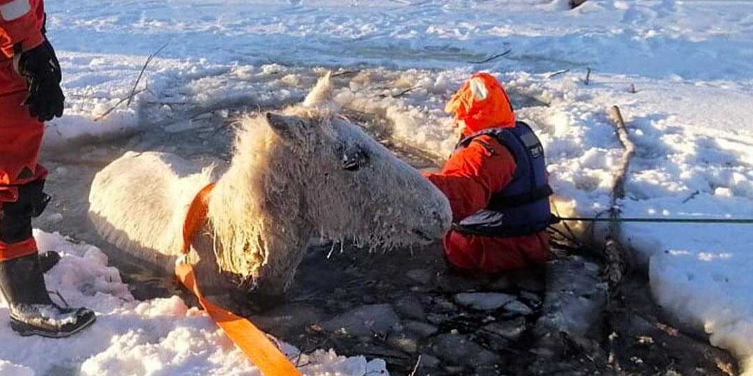 Масштабную операцию по спасению лошади развернули на водоеме под Карталами