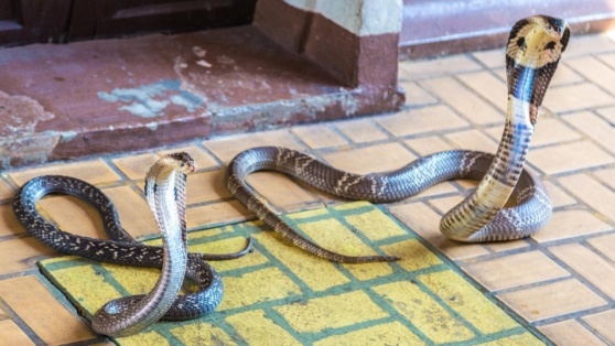    В России обновят список запрещенных домашних животных Роман Захаров