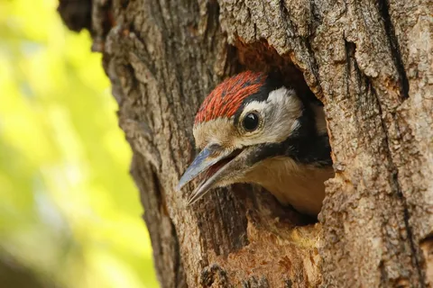 Фото из открытого доступа.