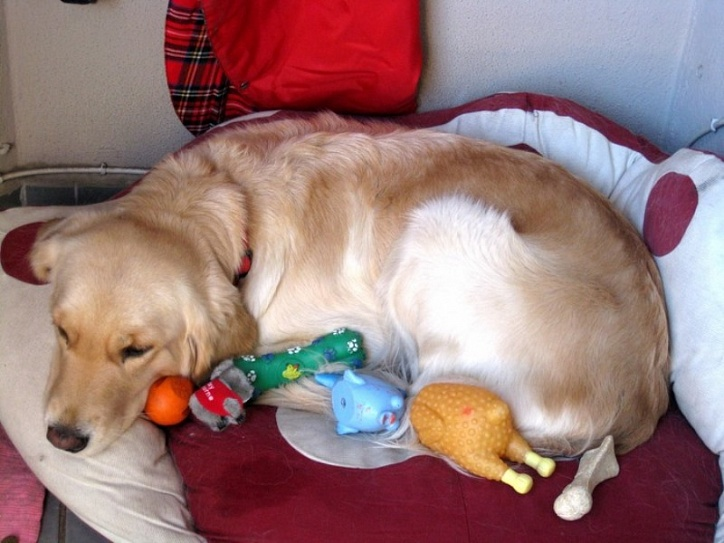 Довольно типичная картинка при ложняке. / Фото из поиска. Если верить подписи – с сайта одной из ветеринарных клиник.