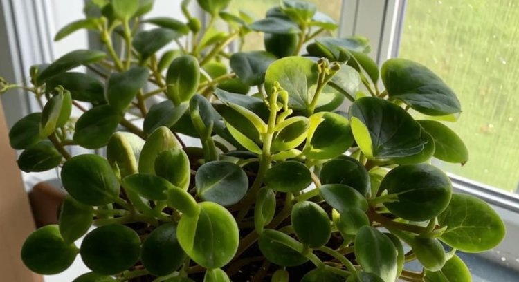    Ценное лекарственное растение на вашем подоконнике центелла азиатская