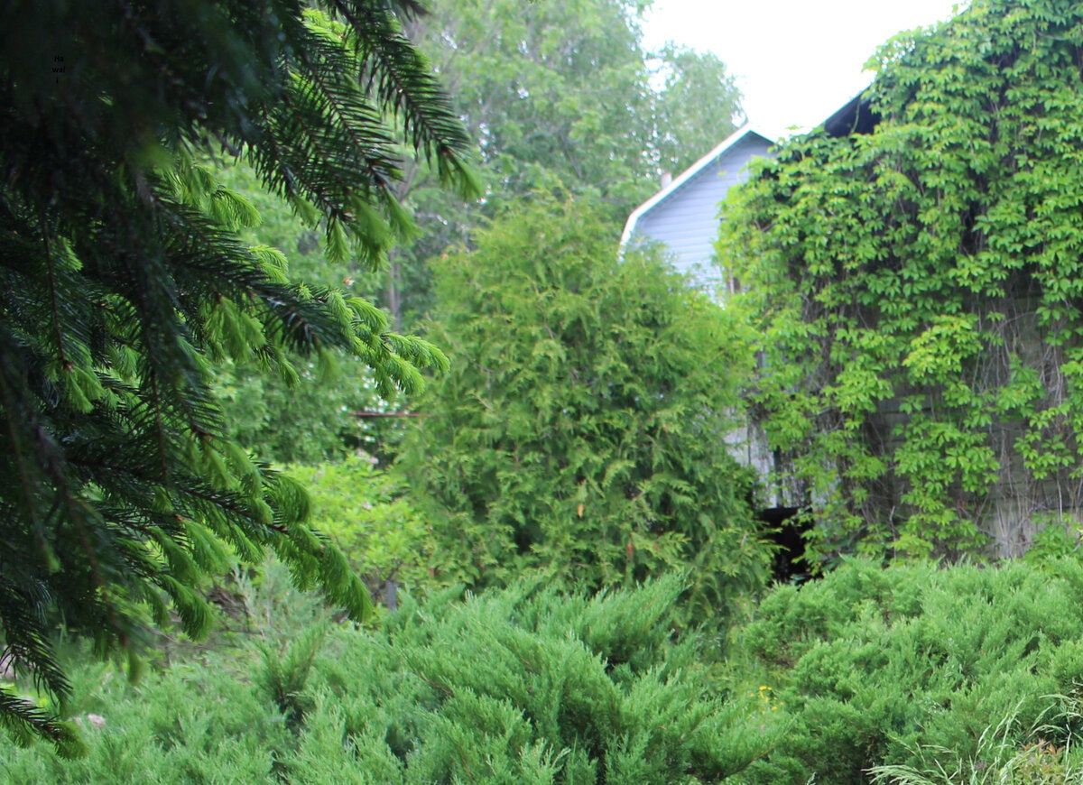 туя, с которой мы брали черенки - посередине