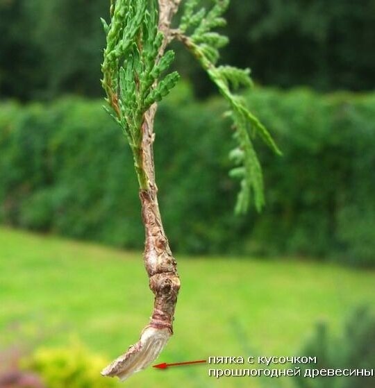 правильный черенок с пяточкой (можно и без)