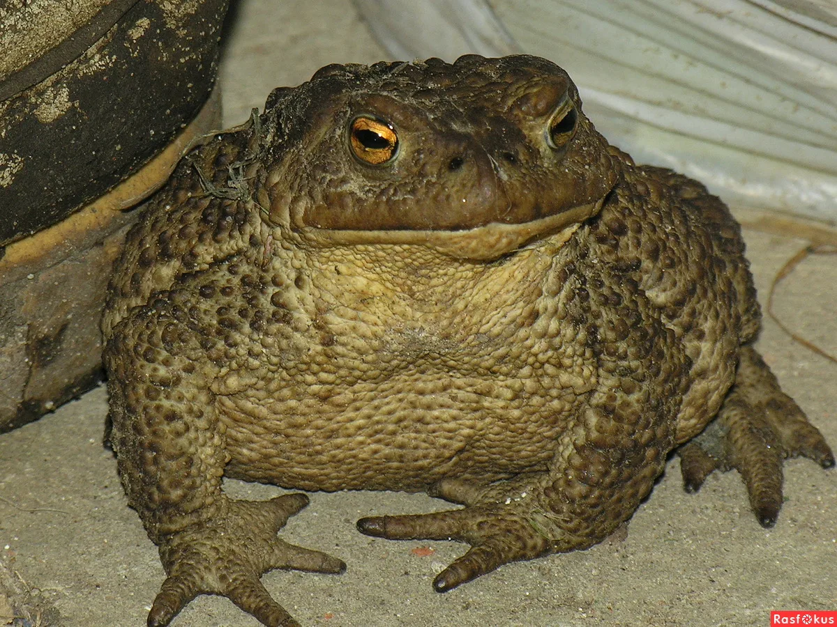 Жирная жаба. Фото из интернета.