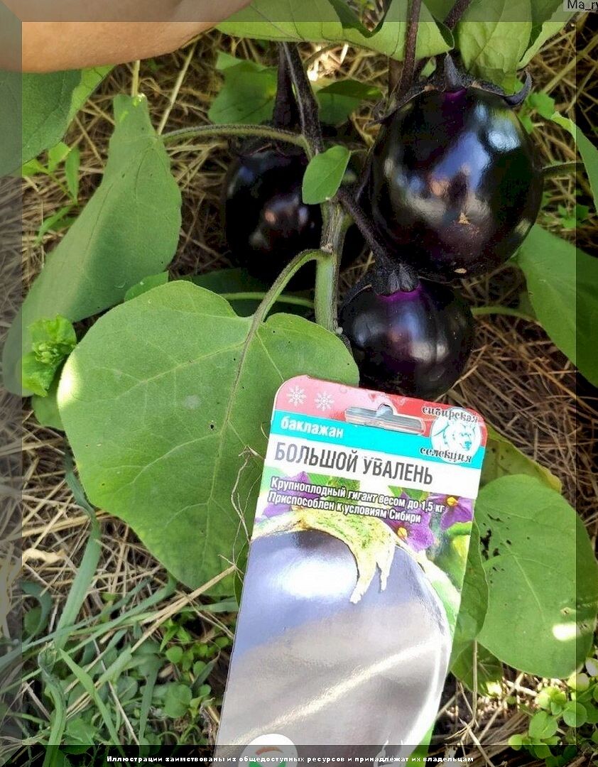 https://vk.com/photo-159774511_457269244. Баклажан «Большой увалень»