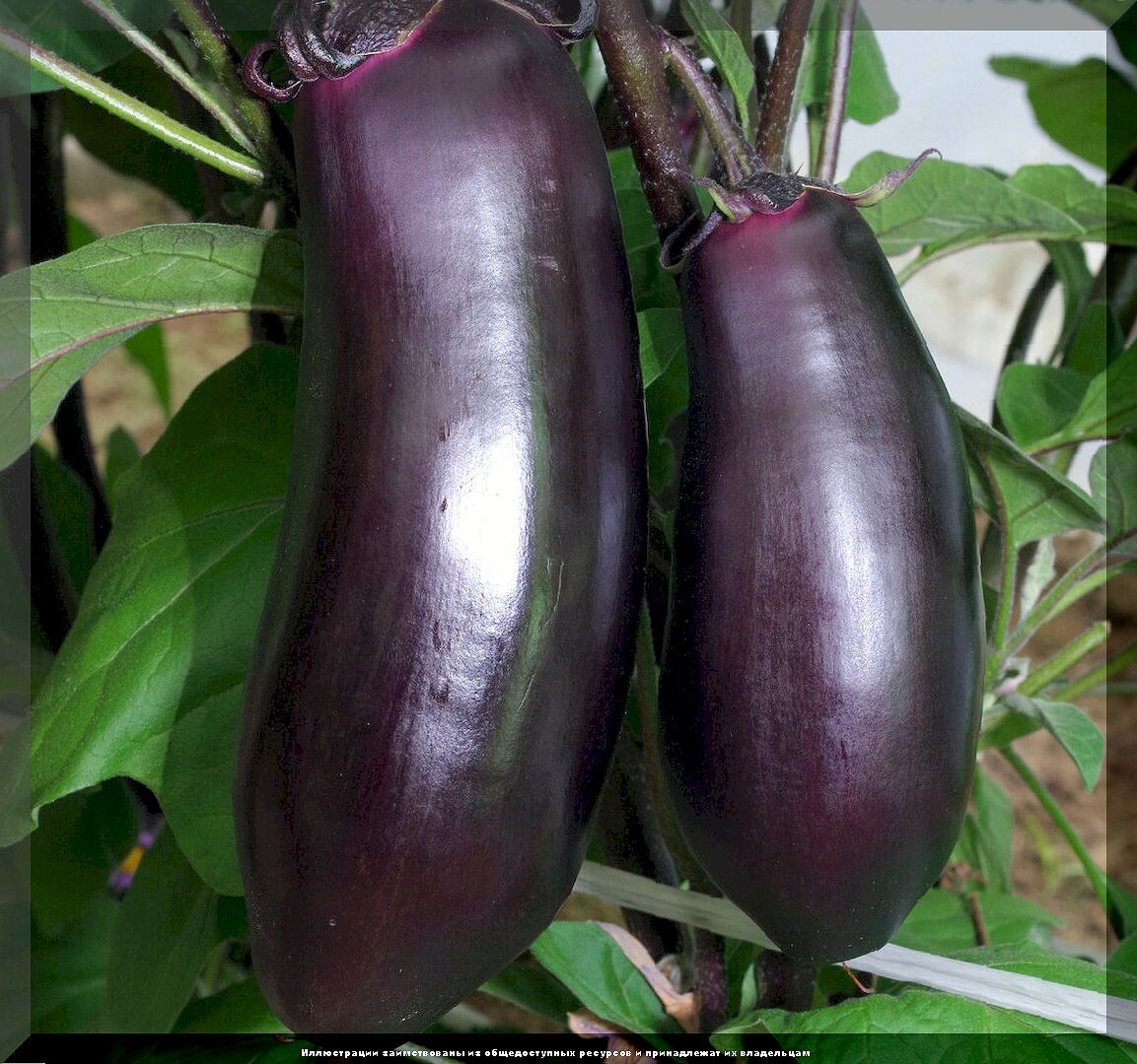 https://vk.com/photo-159774511_457269245. Баклажан «Блэк Джек F1» 