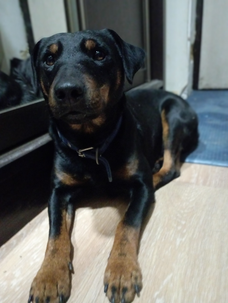 Немецкий ягдтерьер Тоша