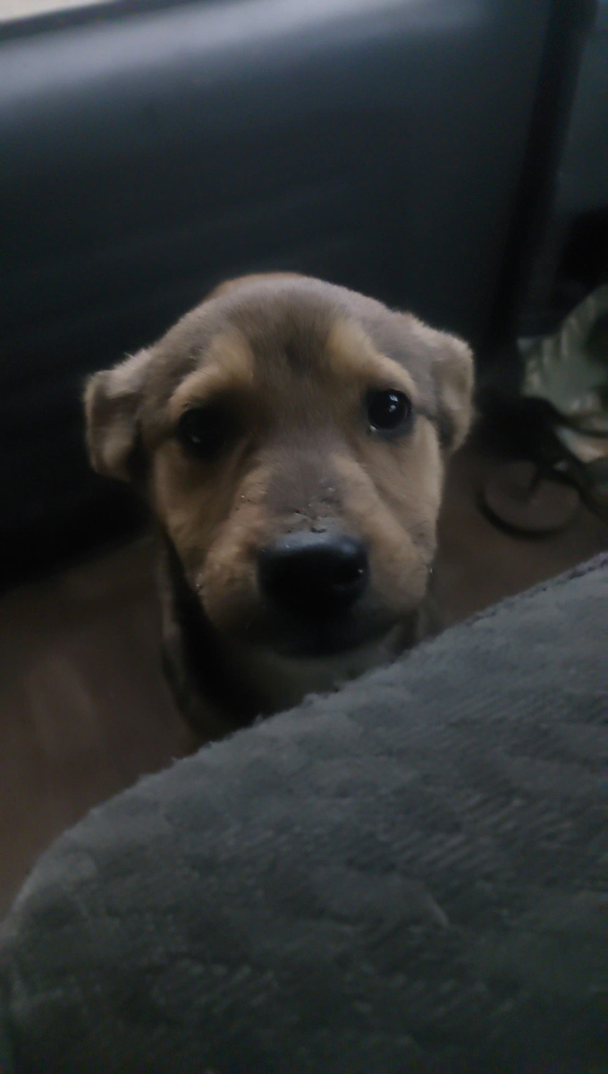 Теперь это Бублик