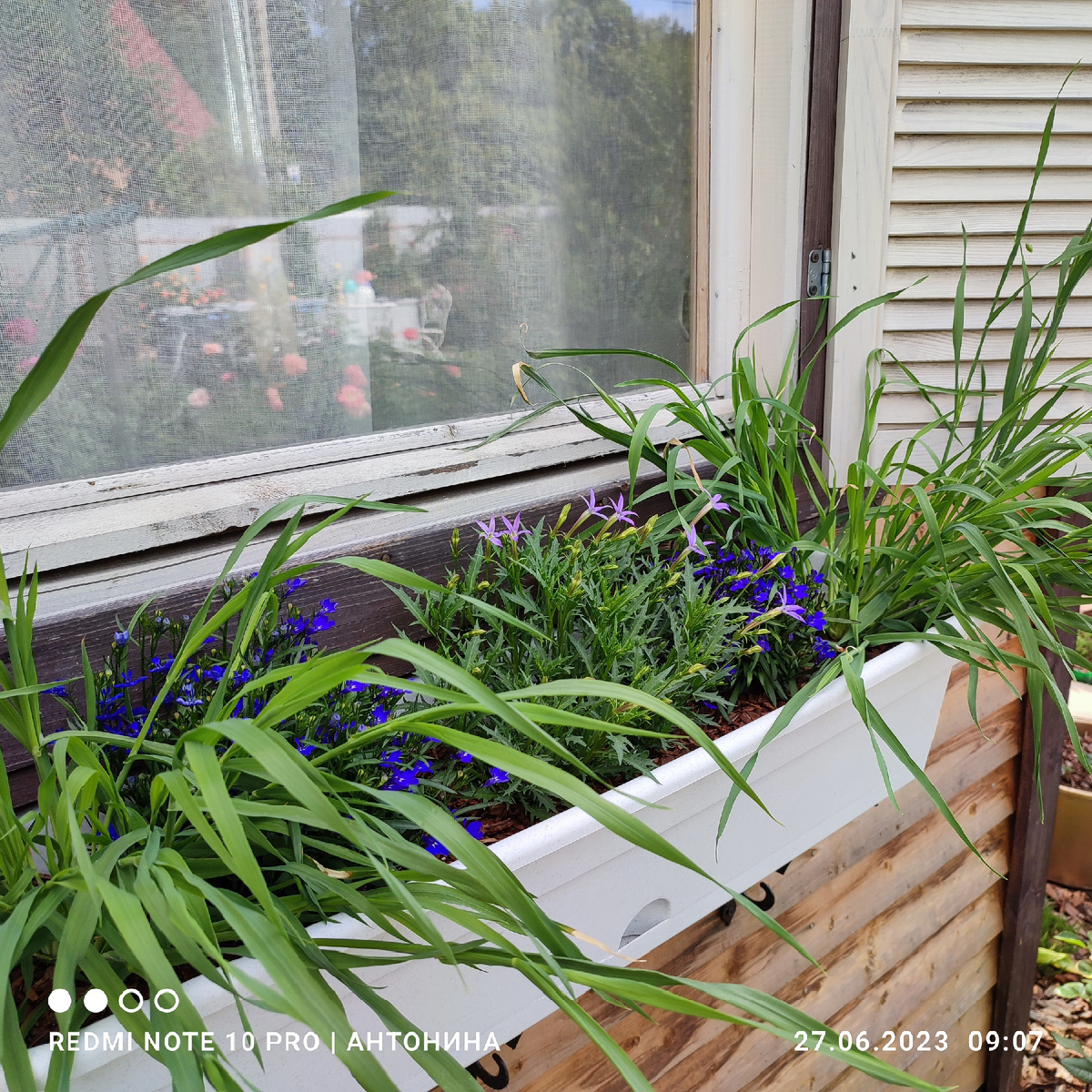 Начало цветения лаурентии.